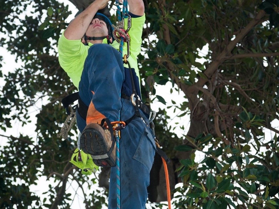 Qualified arborist working in a mature tree during a risk assessment in East Lothian