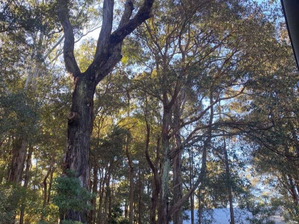 Mature trees in a East Lothian parkland setting due for routine re-inspection